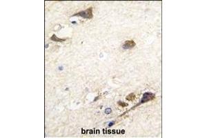 Formalin-fixed and paraffin-embedded human brain tissue reacted with ACHE antibody (N-term), which was peroxidase-conjugated to the secondary antibody, followed by DAB staining.