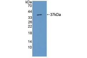 Detection of Recombinant KMO, Rat using Polyclonal Antibody to Kynurenine-3-Monooxygenase (KMO) (KMO anticorps  (AA 1-282))