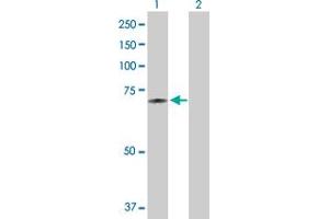 Western Blot analysis of DARS2 expression in transfected 293T cell line by DARS2 MaxPab polyclonal antibody.