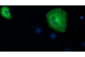 Anti-SDR9C7 mouse monoclonal antibody (ABIN2453632) immunofluorescent staining of COS7 cells transiently transfected by pCMV6-ENTRY SDR9C7 (RC210941). (SDR9C7 anticorps)