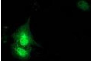 Anti-KCTD14 mouse monoclonal antibody (ABIN2454306) immunofluorescent staining of COS7 cells transiently transfected by pCMV6-ENTRY KCTD14 (RC200745). (KCTD14 anticorps)