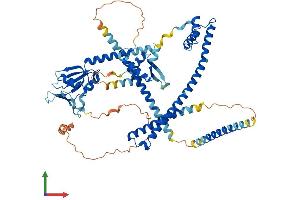 AlphaFold protein structure predicition of Mouse Recombinant Enox2 Protein, UniprotID Q8R0Z2