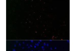 Immunofluorescence analysis of C6 cells using CETN3 Polyclonal Antibody at dilution of 1:100.