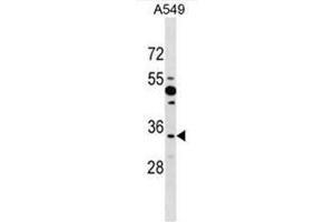 BOLL Antibody (N-term) western blot analysis in A549 cell line lysates (35µg/lane). (BOLL anticorps  (N-Term))