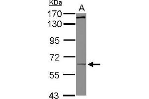 Western Blotting (WB) image for anti-Kinesin Family Member 19 (KIF19) (AA 88-344) antibody (ABIN1499036) (KIF19 anticorps  (AA 88-344))