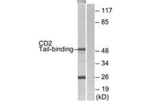 Western blot analysis of extracts from COS7 cells, using CD2 Tail-binding Antibody. (CD2BP2 anticorps  (AA 101-150))