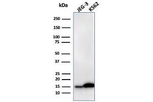Western Blot Analysis of JEG-3 and K562 cell lysate using Galectin-1 Monospecific Recombinant Rabbit Monoclonal Antibody (GAL1/2499R).
