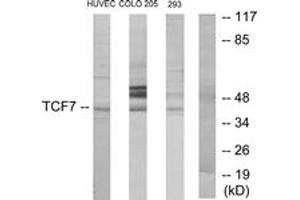 Western blot analysis of extracts from HuvEc/COLO205/293 cells, using TCF7 Antibody. (TCF7 anticorps  (AA 10-59))