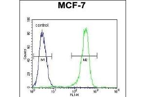 anti-Chromosome 16 Open Reading Frame 61 (C16orf61) (AA 1-30), (N-Term) antibody