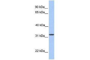SIGLEC12 antibody used at 1 ug/ml to detect target protein. (SIGLEC12 anticorps  (N-Term))