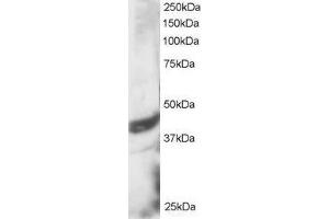 ABIN2562142 staining (3µg/ml) of HeLa lysate (RIPA buffer, 30µg total protein per lane). (DAP3 anticorps  (C-Term))