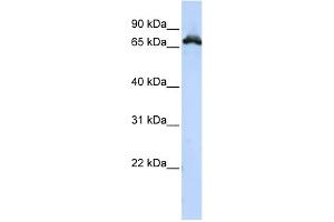 WB Suggested Anti-RAVER1 Antibody Titration:  0. (RAVER1 anticorps  (Middle Region))