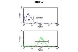 CBX1 Antibody (C-term) (ABIN652861 and ABIN2842560) flow cytometric analysis of MCF-7 cells (bottom histogram) compared to a negative control cell (top histogram).