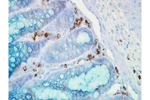 Immunohistochemistry analysis using Mouse Anti-Hsp90 alpha Monoclonal Antibody, Clone K41009 .