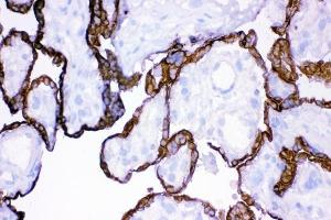 IHC analysis of HSD11B2 using anti-HSD11B2 antibody (ABIN3043846). (HSD11B2 anticorps  (C-Term))