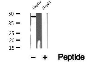 Western blot analysis of extracts of HepG2 cells, using UQCRC1 antibody. (UQCRC1 anticorps  (C-Term))