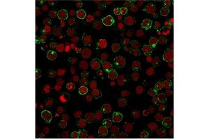 Immunofluorescent staining of Jurkat cells using CD28 Mouse Monoclonal Antibody (204. (CD28 anticorps)