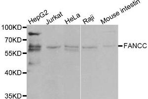 Western blot analysis of extracts of various cell lines, using FANCC antibody. (FANCC anticorps)