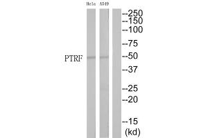 Western Blotting (WB) image for anti-Polymerase I and Transcript Release Factor (PTRF) (Internal Region) antibody (ABIN1852472)