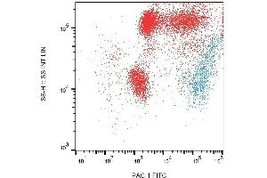 Surface staining of PAC-1 on PHA-activated (1 hour) human peripheral blood with anti-PAC-1 (PAC-1) FITC.