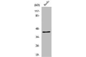 Western Blot analysis of HuvEc cells using RRS1 Polyclonal Antibody (RRS1 anticorps  (Internal Region))