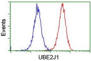 Image no. 6 for anti-Ubiquitin-Conjugating Enzyme E2, J1, U (UBE2J1) antibody (ABIN1501638)
