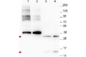 Western blot using  anti-NAG-1 monoclonal antibody. (GDF15 anticorps  (C-Term))