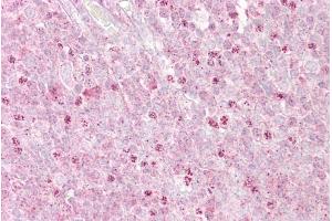 Immunohistochemistry with Tonsil tissue at an antibody concentration of 5µg/ml using anti-OAS1 antibody (ARP51360_P050) (OAS1 anticorps  (C-Term))