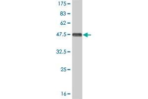Western Blot detection against Immunogen (37.