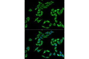 Immunofluorescence analysis of HeLa cells using PHLDA2 antibody.