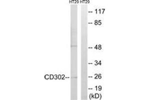 Western Blotting (WB) image for anti-CD302 (CD302) (AA 51-100) antibody (ABIN2889897) (DCL1 anticorps  (AA 51-100))