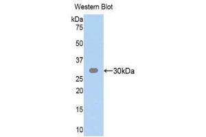 Western Blotting (WB) image for anti-Tumor Necrosis Factor (Ligand) Superfamily, Member 11 (TNFSF11) (AA 79-247) antibody (ABIN3201522)