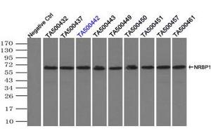 Image no. 6 for anti-Nuclear Receptor Binding Protein 1 (NRBP1) antibody (ABIN1499822) (NRBP1 anticorps)