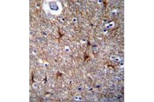 Immunohistochemistry analysis in formalin-fixed, paraffin-embedded human brain tissue using Proline-rich protein 16 / PRR16 Antibody (C-term), followed by peroxidase conjugation of the secondary antibody and DAB staining. (PRR16 anticorps  (C-Term))