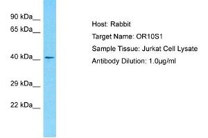 Host: Rabbit Target Name: OR10S1 Sample Type: Jurkat Whole Cell lysates Antibody Dilution: 1. (OR10S1 anticorps  (C-Term))