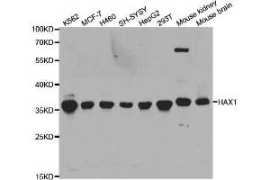 Western blot analysis of extracts of various cell lines, using HAX1 antibody. (HAX1 anticorps  (AA 1-279))