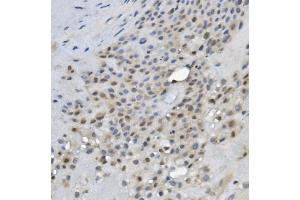 IHC analysis of REC8 using anti-REC8 antibody (ABIN7599473). (REC8 anticorps  (AA 1-547))