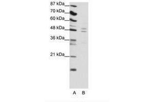 Image no. 1 for anti-TRAF Family Member-Associated NFKB Activator (TANK) (C-Term) antibody (ABIN6736133) (TANK anticorps  (C-Term))
