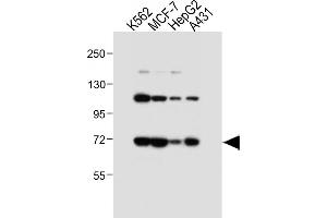 All lanes : Anti-SD1 Antibody (C-term) at 1:4000 dilution Lane 1: K562 whole cell lysate Lane 2: MCF-7 whole cell lysate Lane 3: HepG2 whole cell lysate Lane 4: A431 whole cell lysate Lysates/proteins at 20 μg per lane. (SMPD1 anticorps  (C-Term))