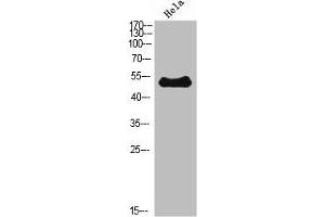 Western Blot analysis of Hela cells using ETBR Polyclonal Antibody diluted at 1:500. (EDNRB anticorps  (AA 31-80))