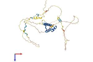 AlphaFold protein structure predicition of Human Recombinant HOXB2 Protein, UniprotID P14652