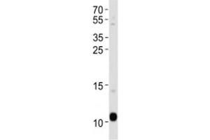 APOA2 antibody western blot analysis in human blood plasma lysate.