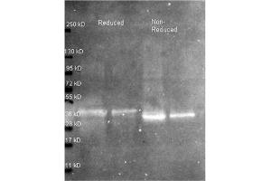 Western blot using Rabbit anti Ovalbumina antibody at 1/5000 for overnight at 4°C. (Ovalbumin anticorps)