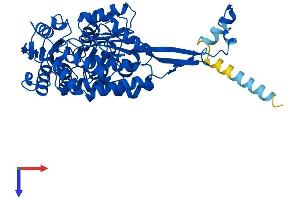 AlphaFold protein structure predicition of Mouse Recombinant Aldh3a2 Protein, UniprotID P47740