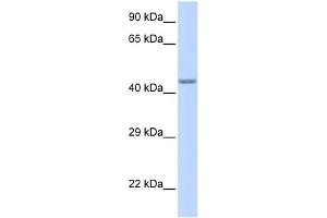 WB Suggested Anti-ZNF589 Antibody Titration:  0. (ZNF589 anticorps  (Middle Region))