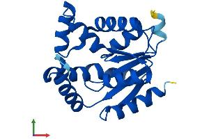 AlphaFold protein structure predicition of Human Recombinant AK1 Protein, UniprotID P00568