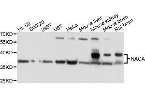 Western blot analysis of extracts of various cell lines, using NACA antibody (ABIN4904484) at 1:1000 dilution. (NACA anticorps)