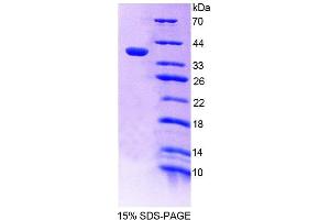 SDS-PAGE (SDS) image for Protein Tyrosine Phosphatase G1 (PTPN12) (AA 1-293) protein (His tag) (ABIN4989870) (PTPN12 Protein (AA 1-293) (His tag))