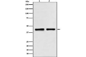 Western blot analysis of SNF5 in (1) HeLa cell lysate, (2) K562 cell lysate.