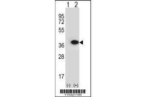 Western blot analysis of ANXA2 using rabbit polyclonal ANXA2 Antibody using 293 cell lysates (2 ug/lane) either nontransfected (Lane 1) or transiently transfected (Lane 2) with the ANXA2 gene. (Annexin A2 anticorps  (N-Term))